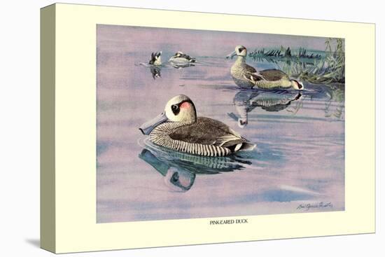 Pink-Eared Duck-Louis Agassiz Fuertes-Stretched Canvas