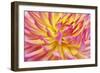 Pink Edged Cactus Dahlia-Cora Niele-Framed Giclee Print