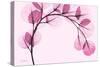 Pink Eucalyptus-Albert Koetsier-Stretched Canvas