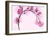 Pink Eucalyptus-Albert Koetsier-Framed Premium Giclee Print