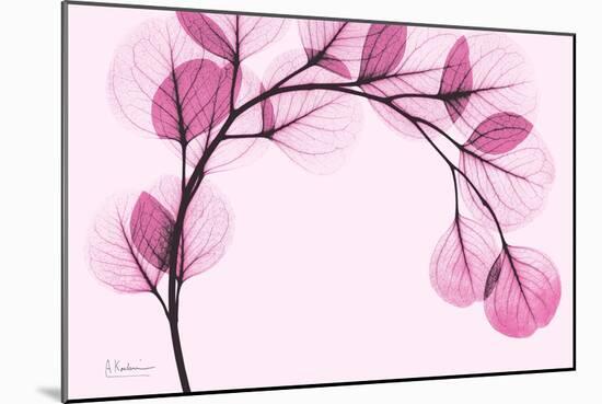 Pink Eucalyptus-Albert Koetsier-Mounted Premium Giclee Print