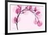 Pink Eucalyptus-Albert Koetsier-Framed Art Print