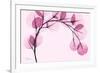 Pink Eucalyptus-Albert Koetsier-Framed Premium Giclee Print