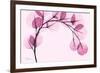 Pink Eucalyptus-Albert Koetsier-Framed Premium Giclee Print