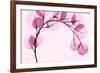 Pink Eucalyptus-Albert Koetsier-Framed Premium Giclee Print