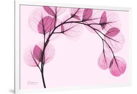 Pink Eucalyptus-Albert Koetsier-Framed Art Print