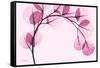 Pink Eucalyptus-Albert Koetsier-Framed Stretched Canvas