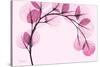 Pink Eucalyptus-Albert Koetsier-Stretched Canvas