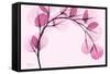 Pink Eucalyptus-Albert Koetsier-Framed Stretched Canvas