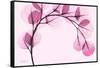 Pink Eucalyptus-Albert Koetsier-Framed Stretched Canvas