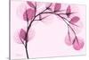 Pink Eucalyptus-Albert Koetsier-Stretched Canvas