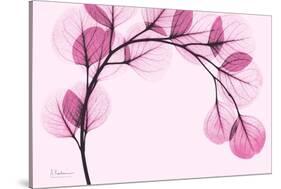 Pink Eucalyptus-Albert Koetsier-Stretched Canvas