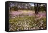 Pink Everlasting, Schoenia Cassiniana = Helichrysum-null-Framed Stretched Canvas