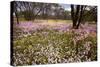 Pink Everlasting, Schoenia Cassiniana = Helichrysum-null-Stretched Canvas