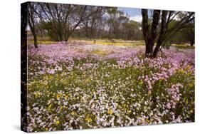 Pink Everlasting, Schoenia Cassiniana = Helichrysum-null-Stretched Canvas