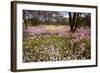 Pink Everlasting, Schoenia Cassiniana = Helichrysum-null-Framed Photographic Print