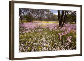 Pink Everlasting, Schoenia Cassiniana = Helichrysum-null-Framed Photographic Print