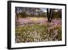 Pink Everlasting, Schoenia Cassiniana = Helichrysum-null-Framed Photographic Print