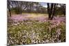 Pink Everlasting, Schoenia Cassiniana = Helichrysum-null-Mounted Photographic Print