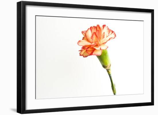 Pink Existance-Will Wilkinson-Framed Photographic Print