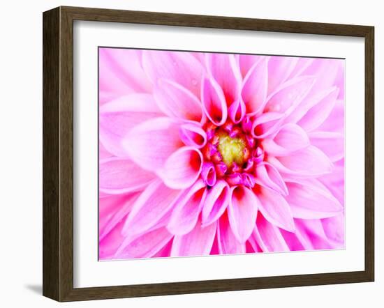 Pink Explosion I-Susan Bryant-Framed Photographic Print