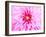 Pink Explosion I-Susan Bryant-Framed Photographic Print