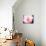 Pink Explosion II-Susan Bryant-Stretched Canvas displayed on a wall