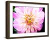 Pink Explosion II-Susan Bryant-Framed Photographic Print