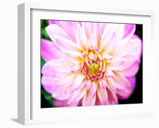 Pink Explosion II-Susan Bryant-Framed Photographic Print