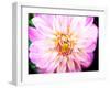 Pink Explosion II-Susan Bryant-Framed Photographic Print