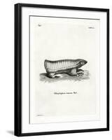 Pink Fairy Armadillo-null-Framed Giclee Print