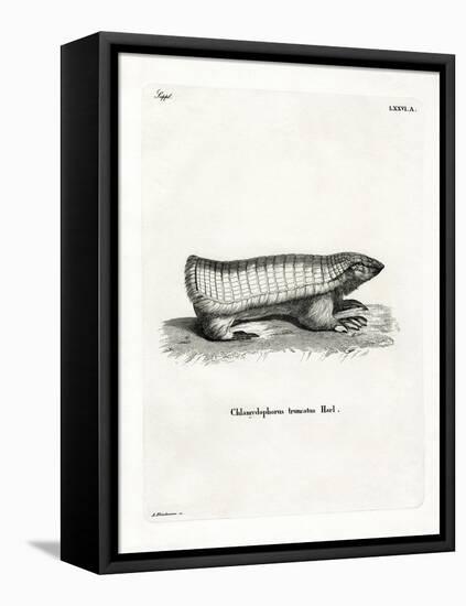 Pink Fairy Armadillo-null-Framed Stretched Canvas