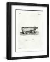 Pink Fairy Armadillo-null-Framed Giclee Print