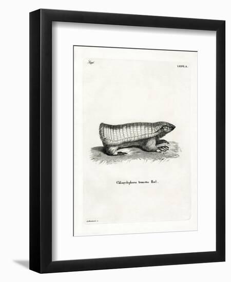 Pink Fairy Armadillo-null-Framed Giclee Print