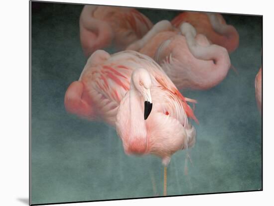 Pink Flamingo 1-Jai Johnson-Mounted Giclee Print