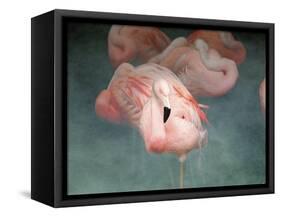 Pink Flamingo 1-Jai Johnson-Framed Stretched Canvas