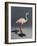Pink Flamingo, 2014,-Peter Jones-Framed Giclee Print