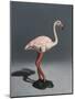 Pink Flamingo, 2014,-Peter Jones-Mounted Giclee Print