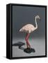 Pink Flamingo, 2014,-Peter Jones-Framed Stretched Canvas