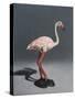 Pink Flamingo, 2014,-Peter Jones-Stretched Canvas