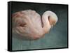 Pink Flamingo 2-Jai Johnson-Framed Stretched Canvas