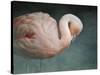 Pink Flamingo 2-Jai Johnson-Stretched Canvas