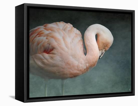 Pink Flamingo 2-Jai Johnson-Framed Stretched Canvas