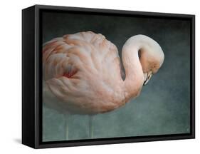 Pink Flamingo 2-Jai Johnson-Framed Stretched Canvas