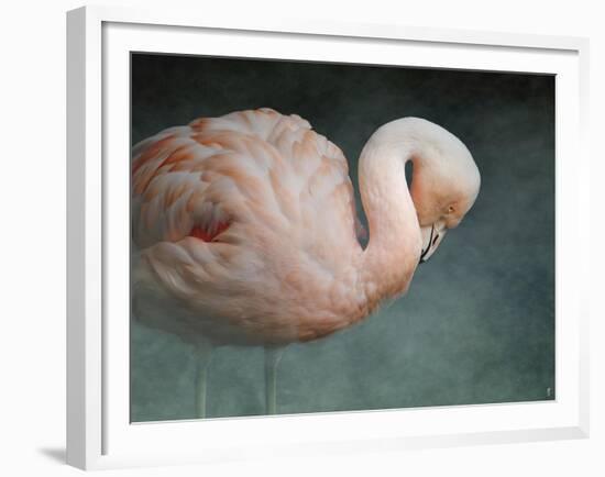 Pink Flamingo 2-Jai Johnson-Framed Giclee Print