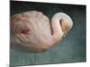 Pink Flamingo 2-Jai Johnson-Mounted Giclee Print