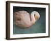 Pink Flamingo 2-Jai Johnson-Framed Giclee Print