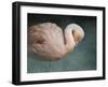 Pink Flamingo 2-Jai Johnson-Framed Giclee Print