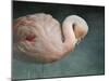 Pink Flamingo 2-Jai Johnson-Mounted Giclee Print