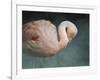 Pink Flamingo 2-Jai Johnson-Framed Giclee Print